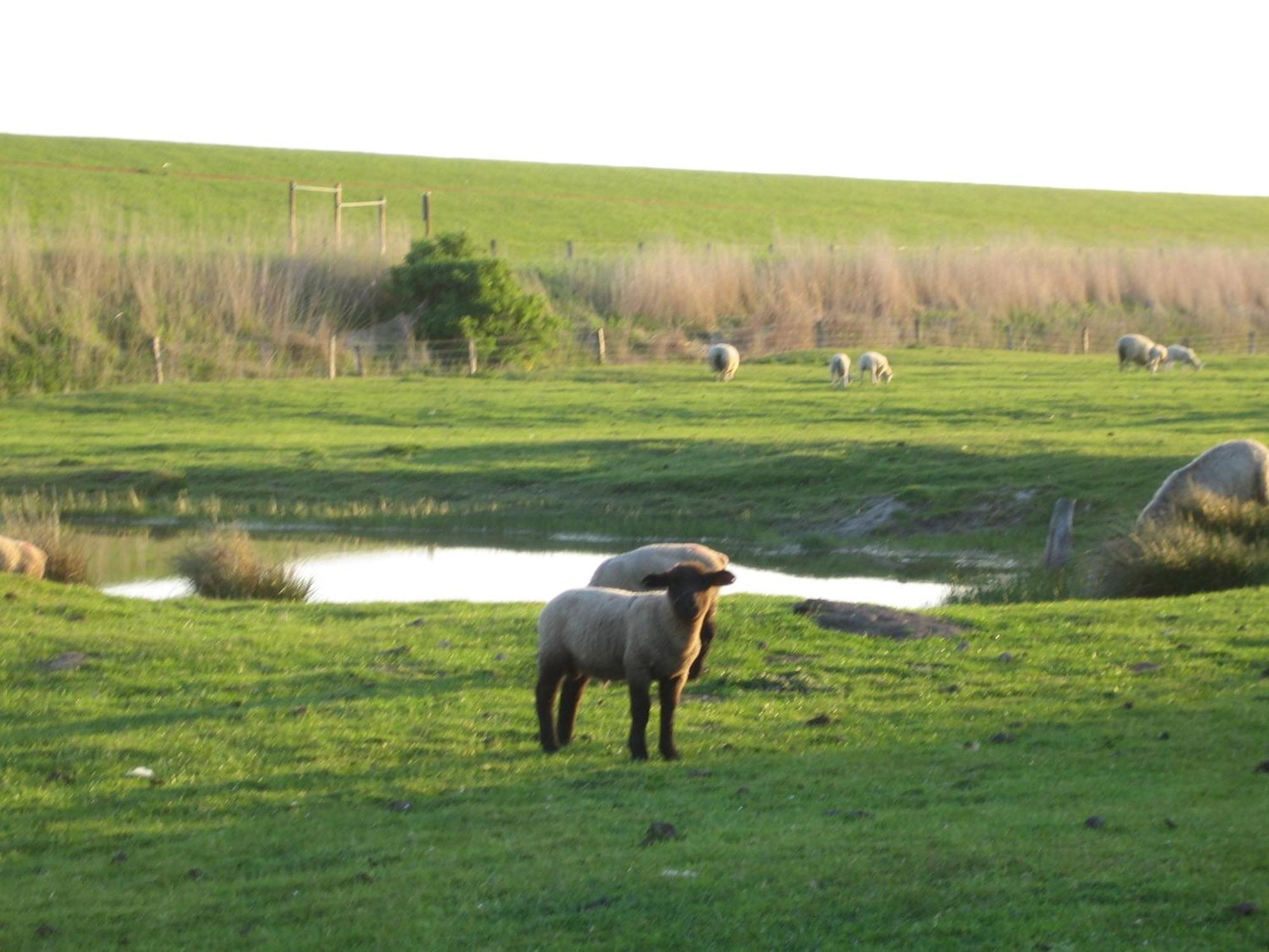 Haus Halligblick, Ferienwohnungen Am Wattenmeer, Whg Hamburger Hallig Dagebuell Luaran gambar